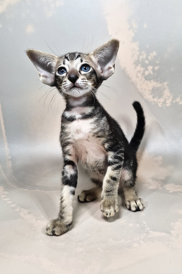 Gucci | Oriental Shorthair Kitten