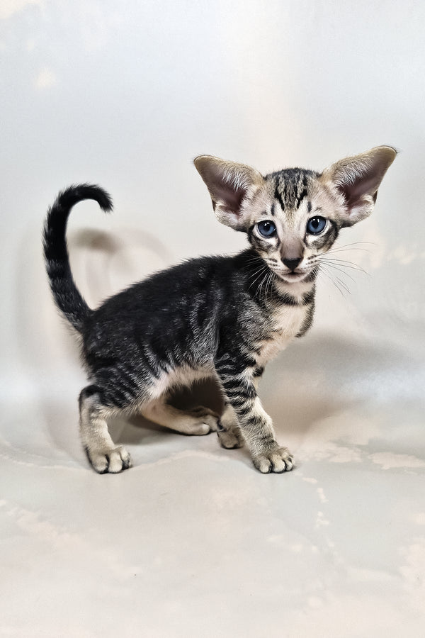 Gucci | Oriental Shorthair Kitten