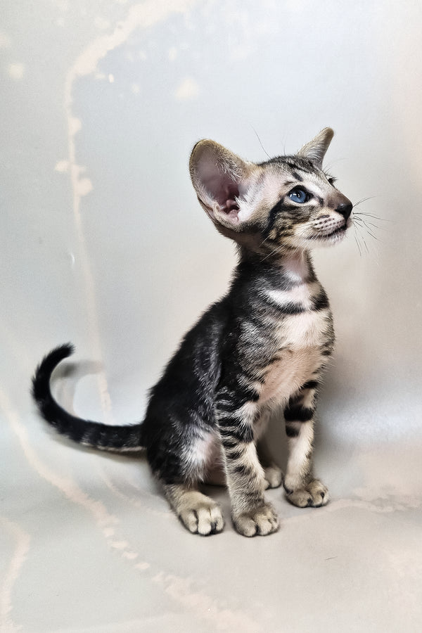 Gucci | Oriental Shorthair Kitten