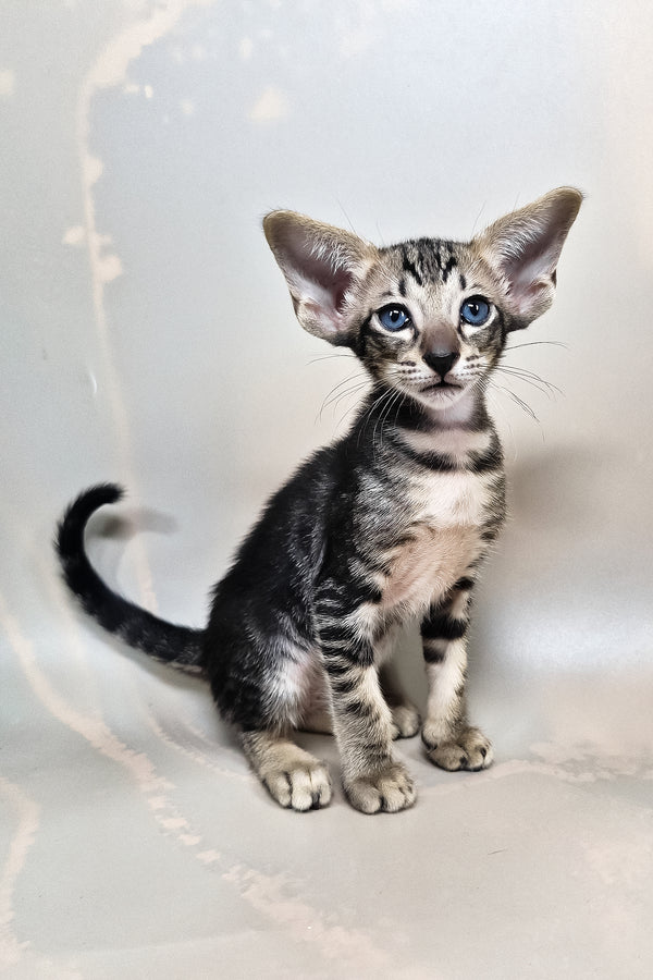 Gucci | Oriental Shorthair Kitten