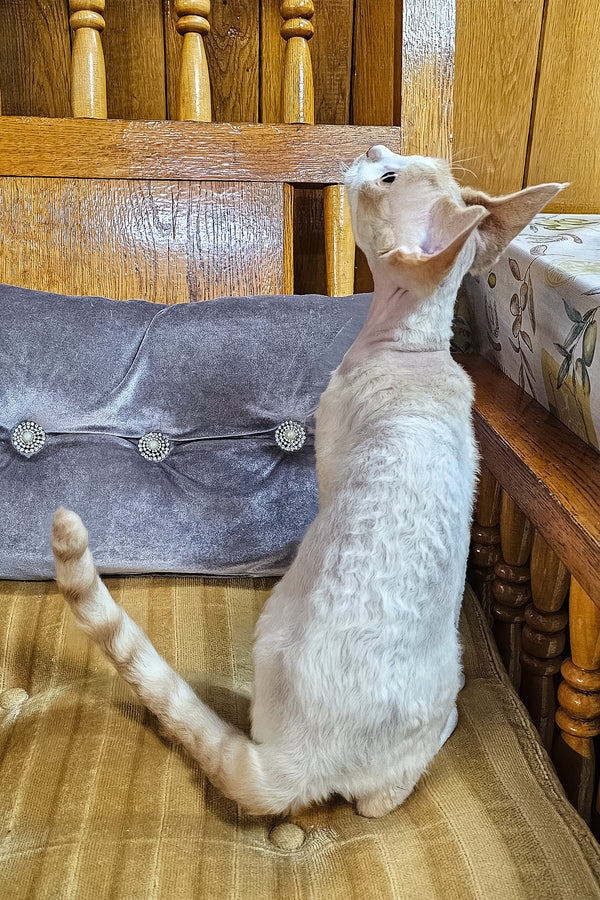 Gucci | Devon Rex Kitten