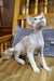 Gucci | Devon Rex Kitten