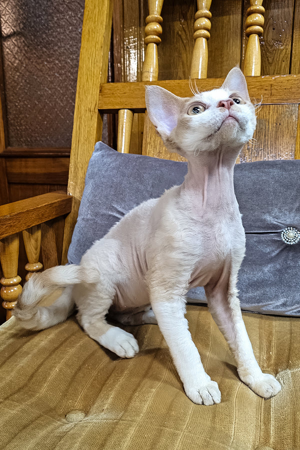 Gucci | Devon Rex Kitten