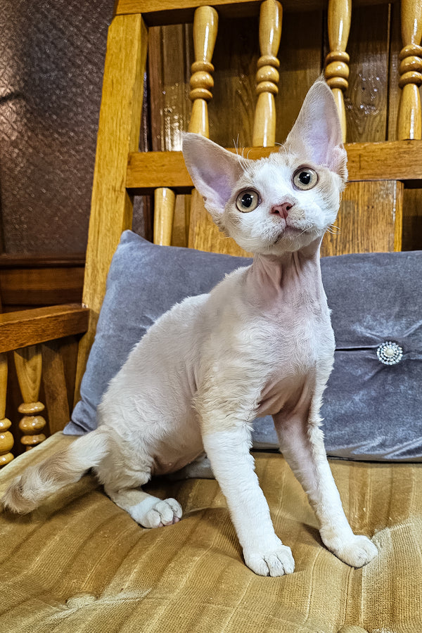 Gucci | Devon Rex Kitten