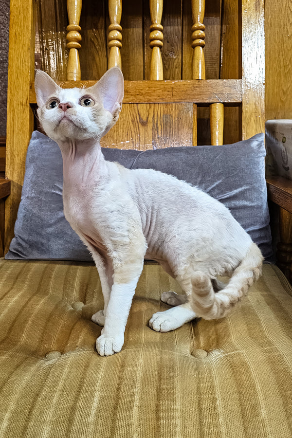 Gucci | Devon Rex Kitten