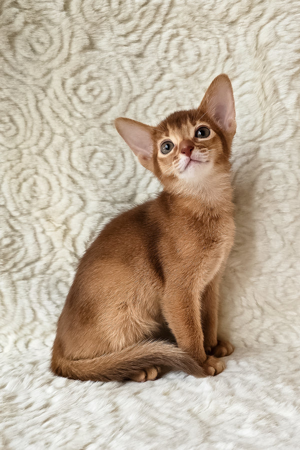 Gymmie | Abyssinian Kitten