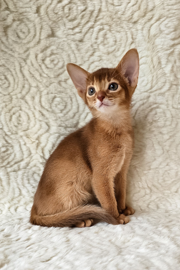 Gymmie | Abyssinian Kitten