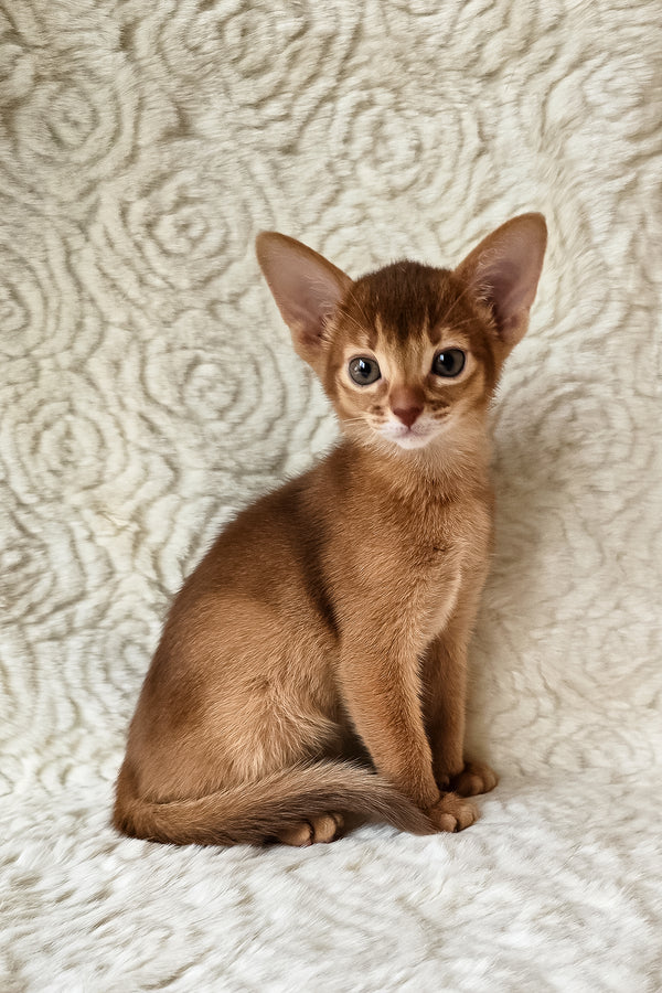 Gymmie | Abyssinian Kitten