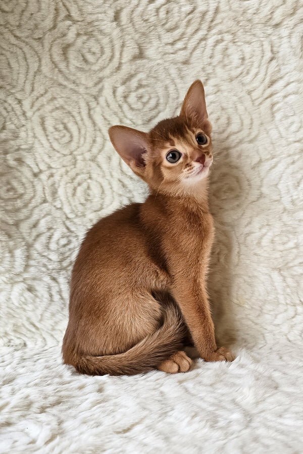 Gymmie | Abyssinian Kitten