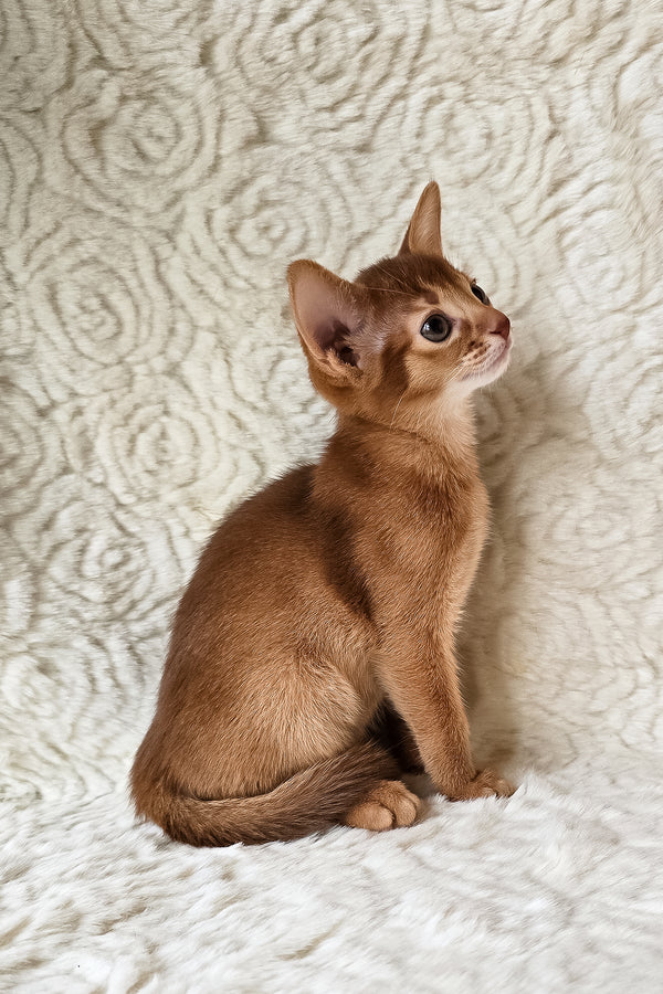 Gymmie | Abyssinian Kitten