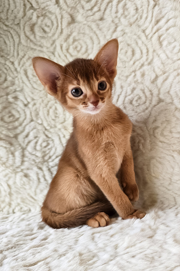 Gymmie | Abyssinian Kitten