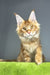 Hadi | Maine Coon Kitten