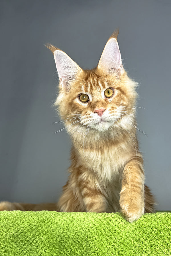 Hadi | Maine Coon Kitten