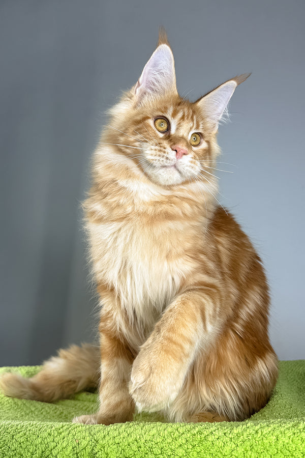Hadi | Maine Coon Kitten