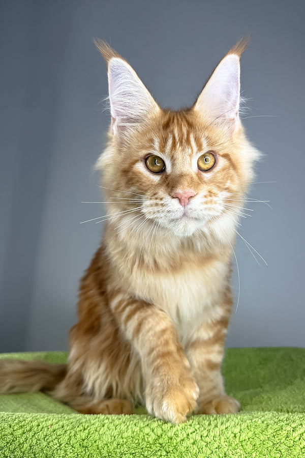 Hadi | Maine Coon Kitten