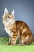 Hadi | Maine Coon Kitten