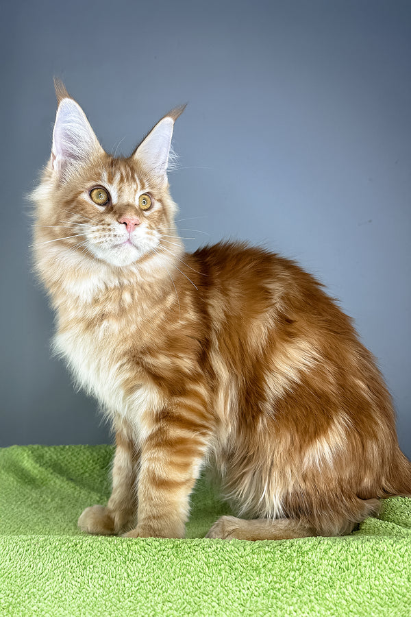 Hadi | Maine Coon Kitten