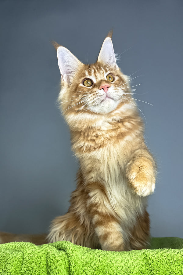 Hadi | Maine Coon Kitten