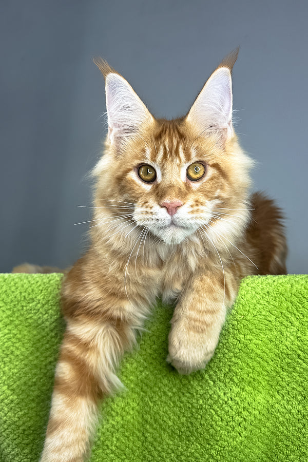 Hadi | Maine Coon Kitten