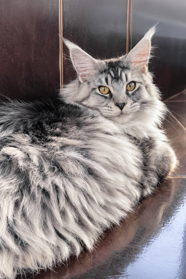 Hailen | Maine Coon Kitten