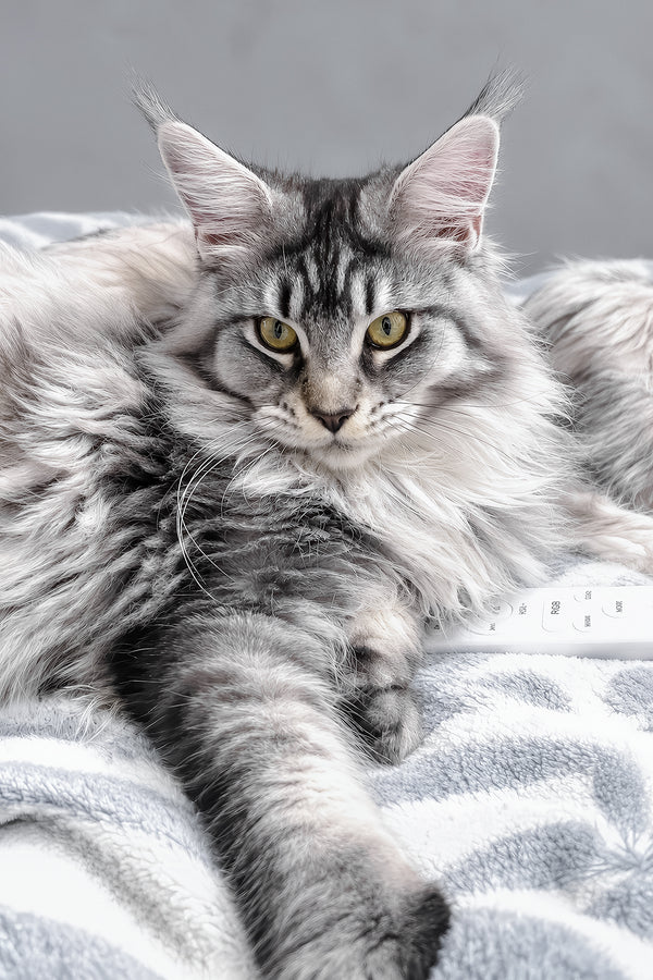 Hailen | Maine Coon Kitten