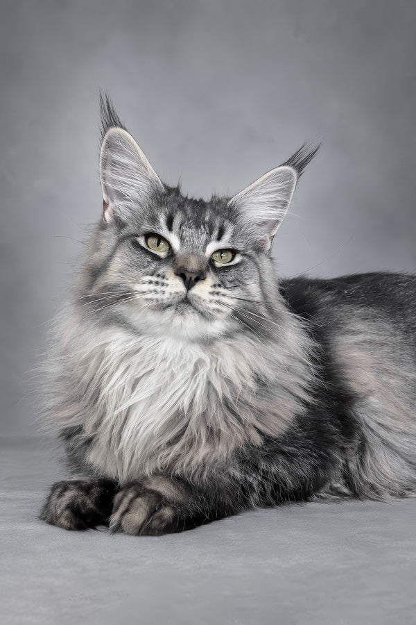 Hailen | Maine Coon Kitten