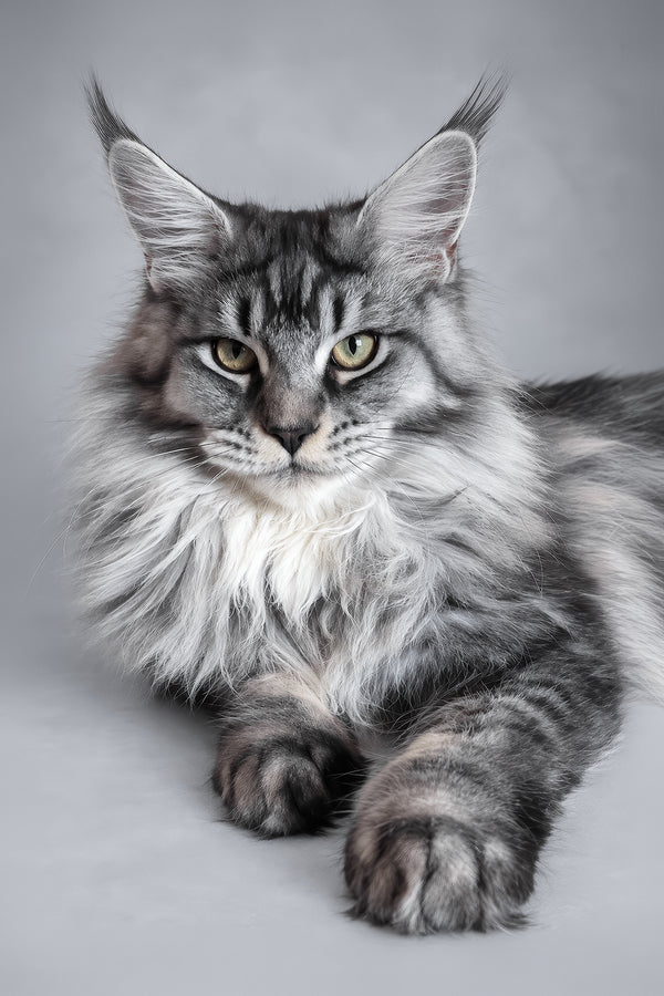 Hailen | Maine Coon Kitten