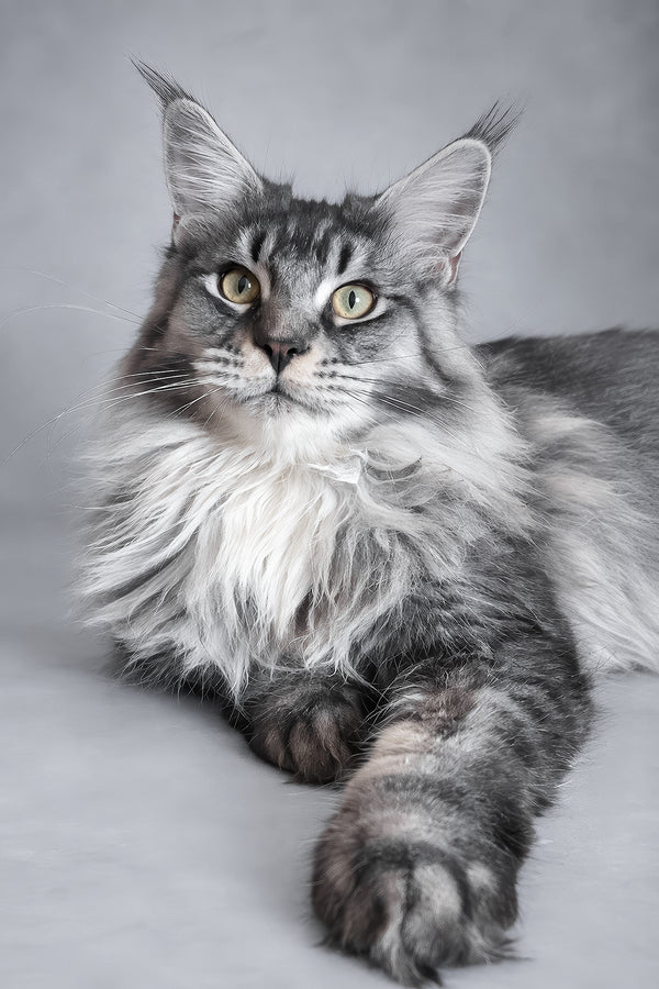 Hailen | Maine Coon Kitten