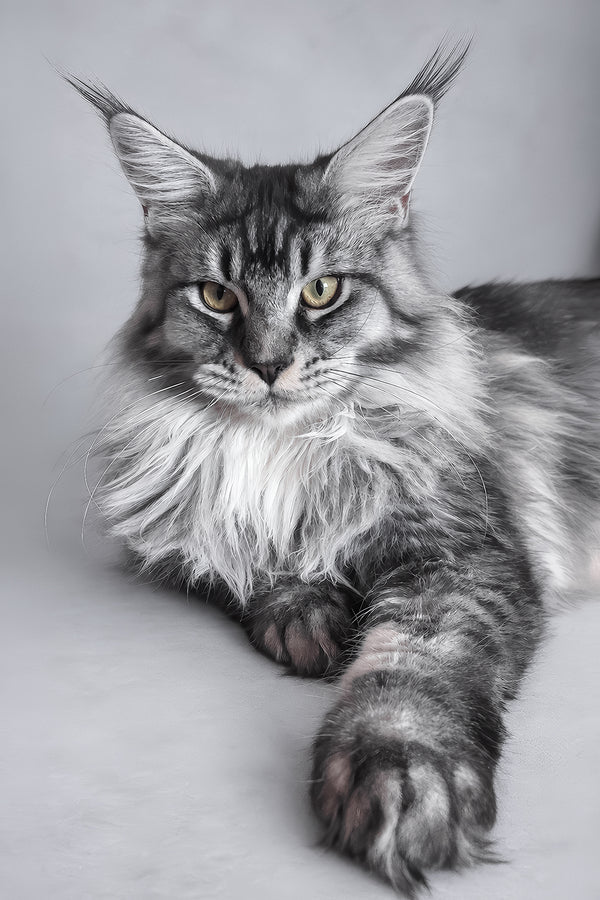 Hailen | Maine Coon Kitten