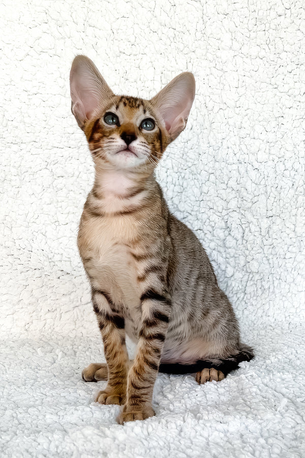 Han | Oriental Shorthair Kitten