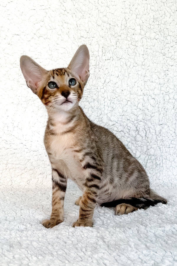 Han | Oriental Shorthair Kitten