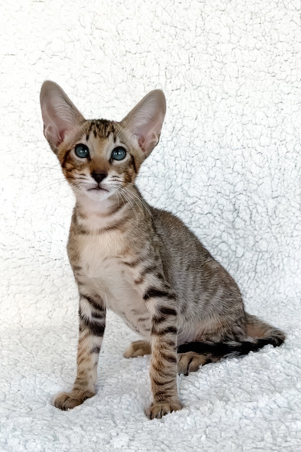 Han | Oriental Shorthair Kitten