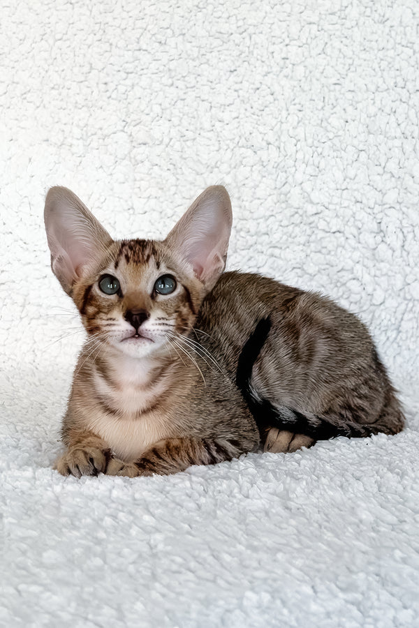 Han | Oriental Shorthair Kitten