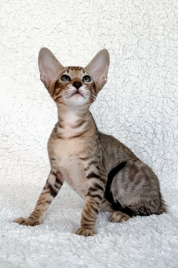 Han | Oriental Shorthair Kitten