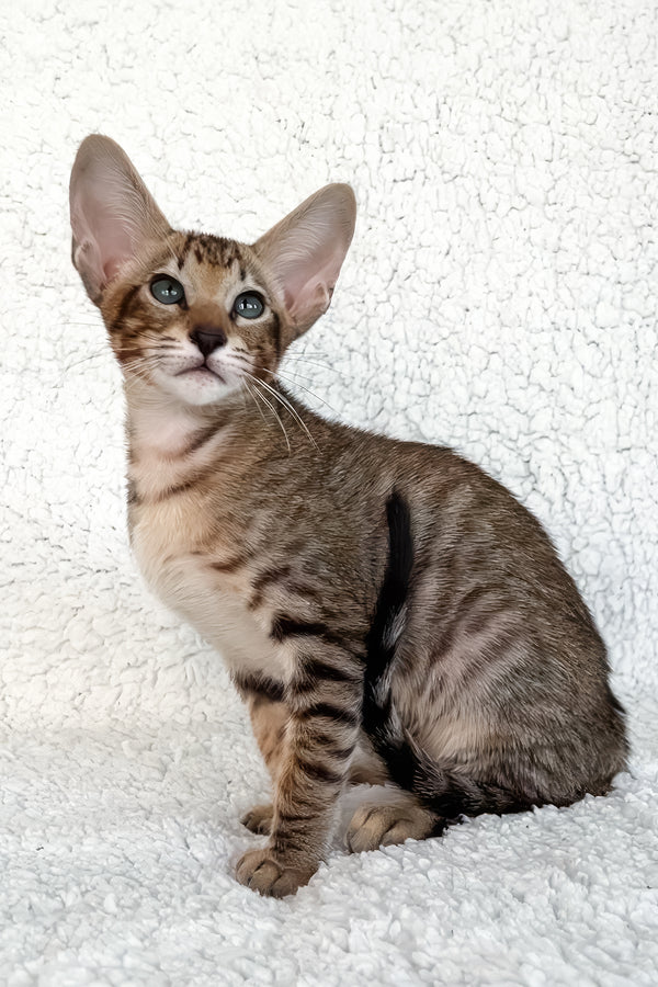 Han | Oriental Shorthair Kitten