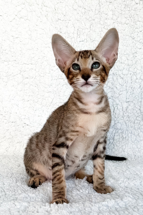 Han | Oriental Shorthair Kitten