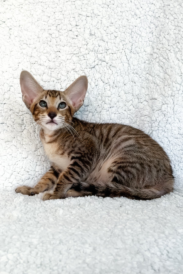 Han | Oriental Shorthair Kitten