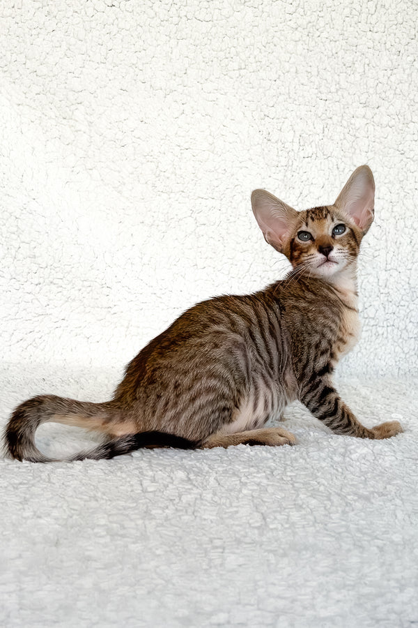 Han | Oriental Shorthair Kitten