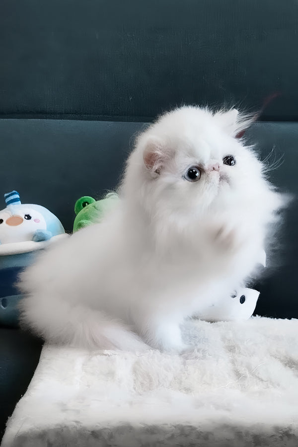 Hana | Persian Kitten