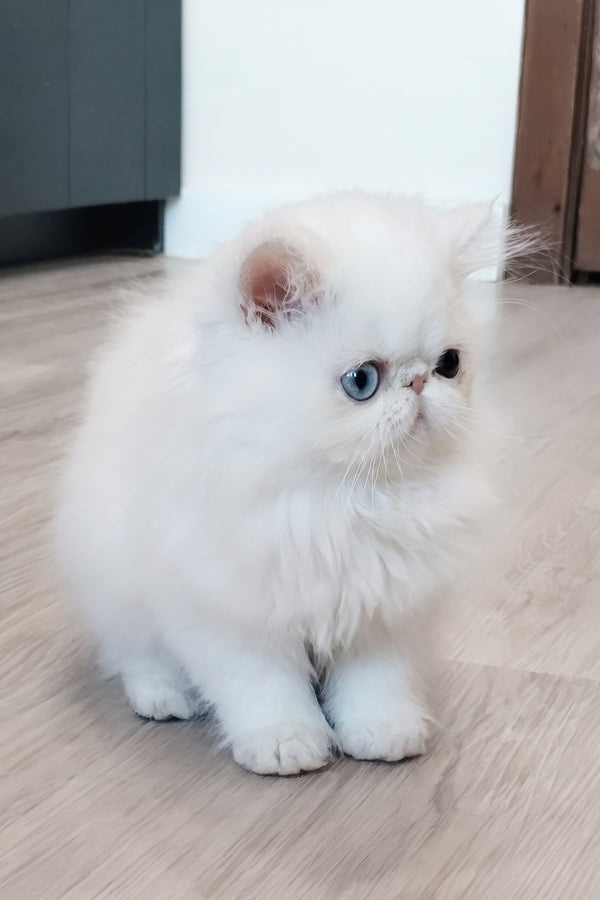 Hana | Persian Kitten