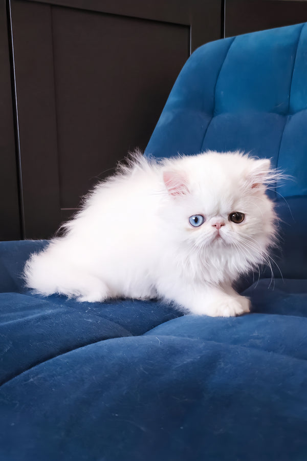 Hana | Persian Kitten