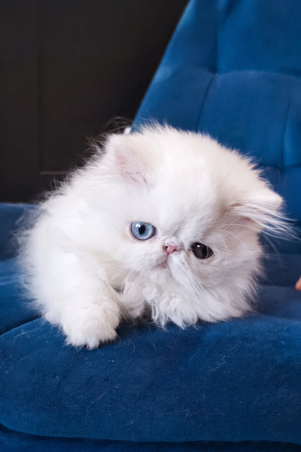 Hana | Persian Kitten