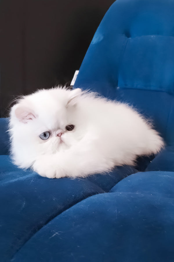 Hana | Persian Kitten