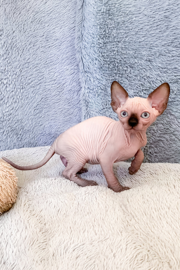 Hanna | Canadian Sphynx Kitten