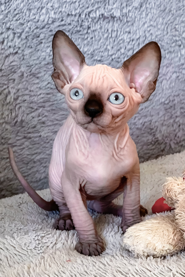 Hanna | Canadian Sphynx Kitten