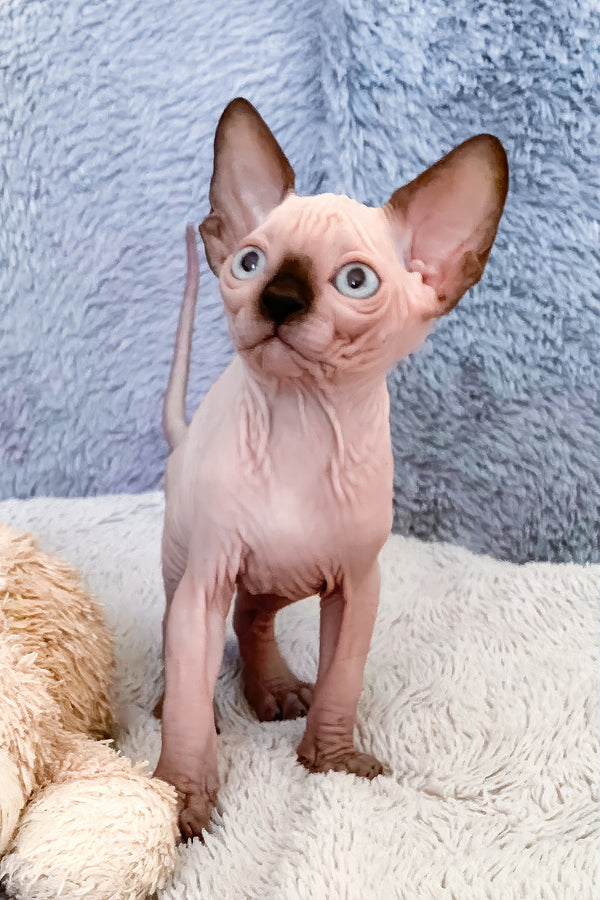 Hanna | Canadian Sphynx Kitten