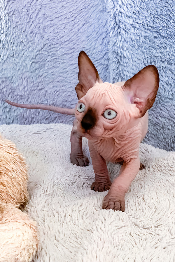 Hanna | Canadian Sphynx Kitten