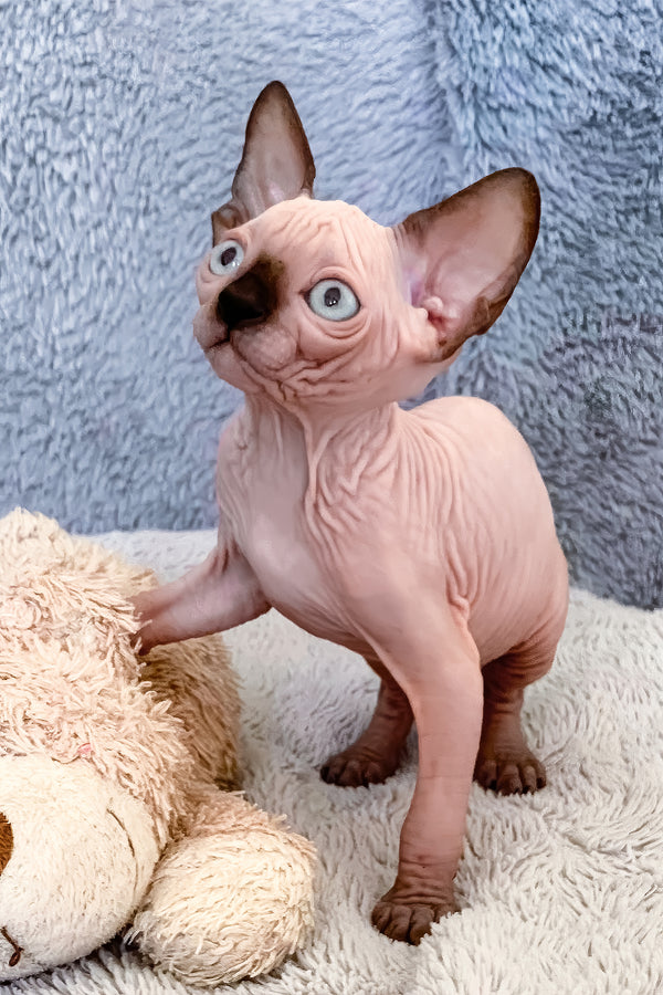Hanna | Canadian Sphynx Kitten