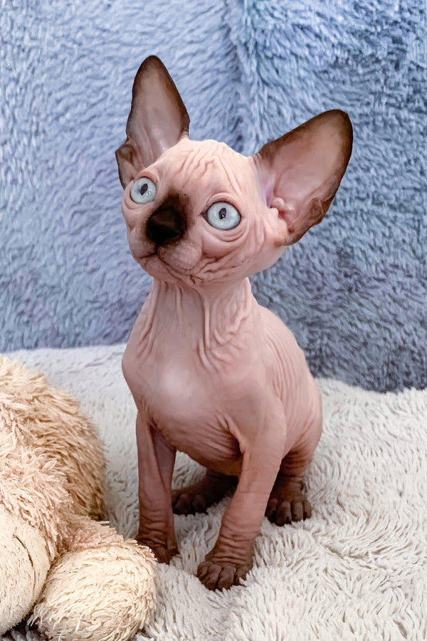 Hanna | Canadian Sphynx Kitten