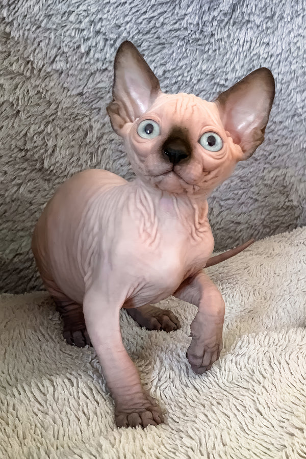 Hanna | Canadian Sphynx Kitten